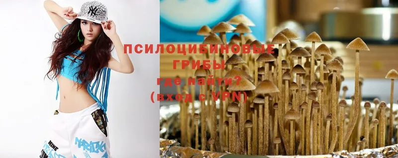 Псилоцибиновые грибы Psilocybe  Володарск 